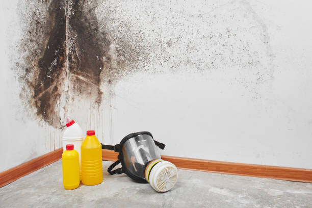 Best Preventive Mold Services in Osawatomie, KS