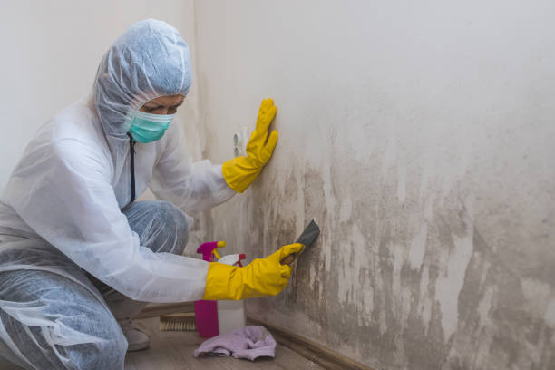 Best Commercial Mold Remediation in Osawatomie, KS