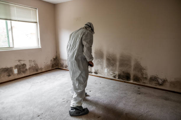 Best Bathroom Mold Remediation in Osawatomie, KS