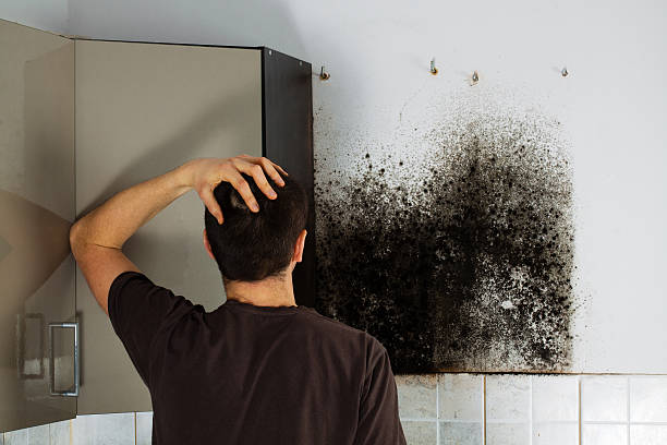 Best DIY Mold Remediation Support Services in Osawatomie, KS